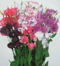 花種大全 最新最全的花卉品種與產品參考信息