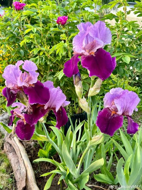 手機隨手拍 聚焦身邊的自然之美——從花園花卉到菜園蔬菜