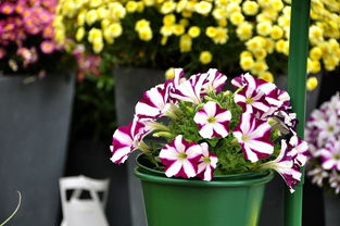 千種世園花卉順義預展紀實（三） 蔬菜篇——田園詩畫中的綠意樂章